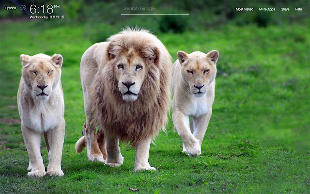 Lion Wallpapers FullHD New Tab