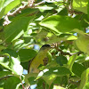 Lesser Goldfinch