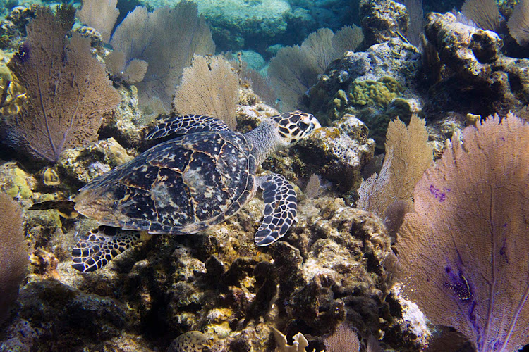 A sea turtle glides through the coral reef of Roatan, Honduras, just steps from the beach. 