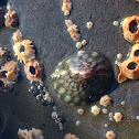 Limpet