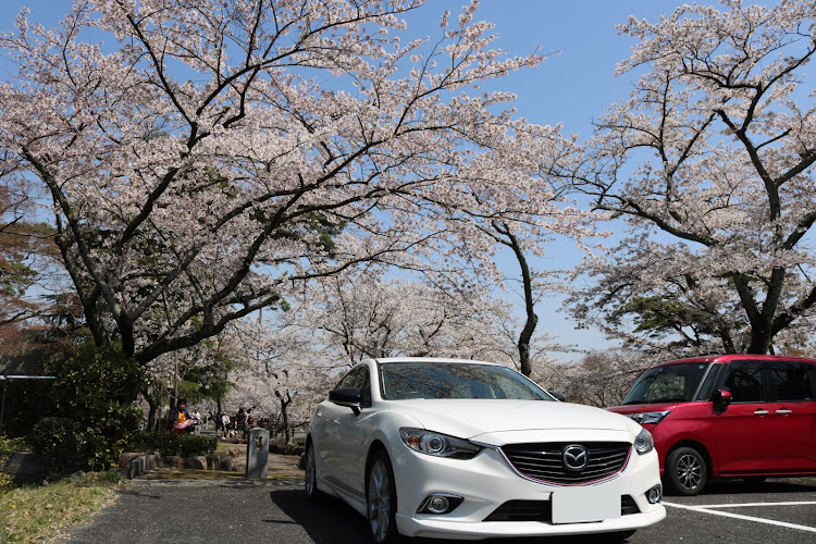 アテンザのアテンザ・さくら🌸・春に関するカスタム事例の投稿画像1枚目