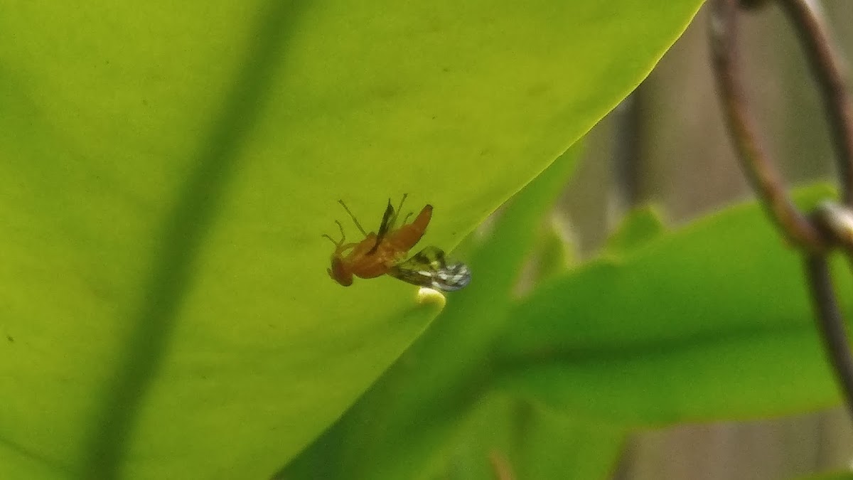 Peacock fly