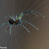 Orchard Orbweaver