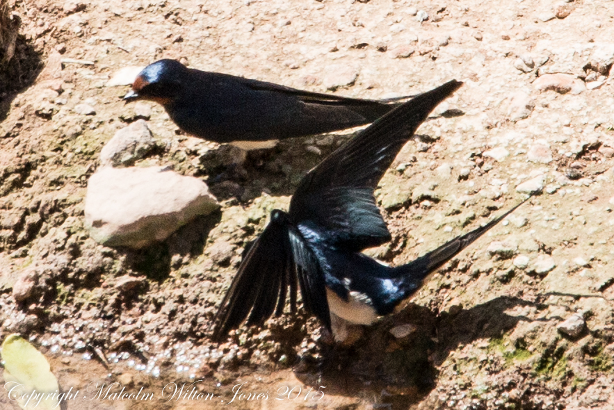 Barn Swallow; Golondrina Común