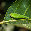 Bush Cricket