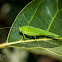 Bush Cricket