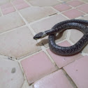 Common Wolf Snake