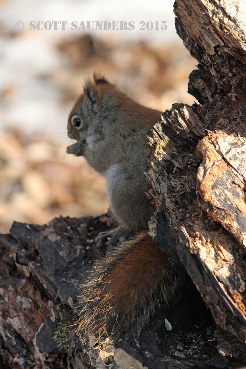 Red Squirrel