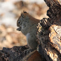 Red Squirrel