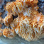 Orange Sponge Polypore