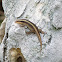 African Striped Skink