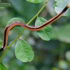 Hammerhead Worm