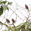 Toucan barbet