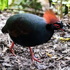 Crested Wood Partridge