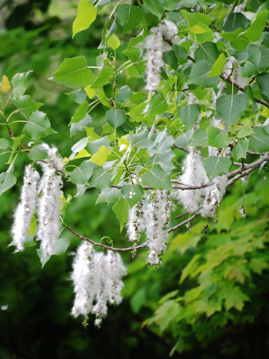 Eastern Cottonwood tree