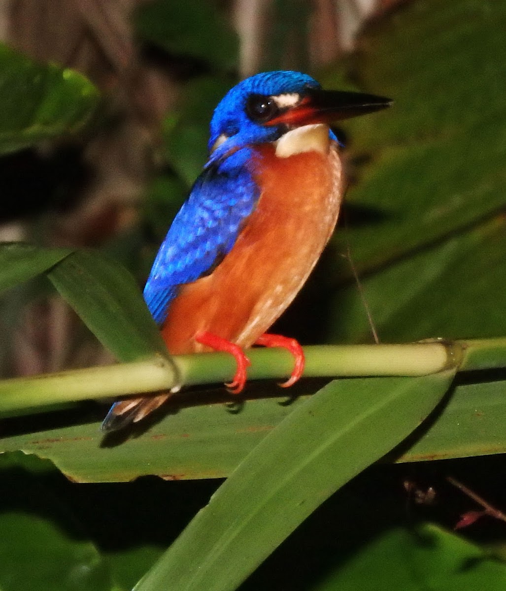 Blue-eared kingfisher