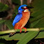 Blue-eared kingfisher