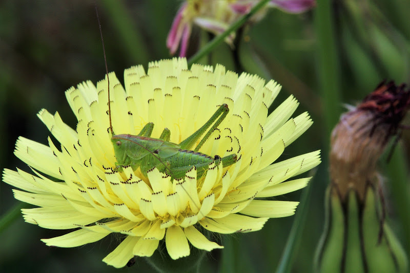 grillo in fiore di maee