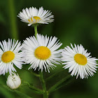 Fleabane