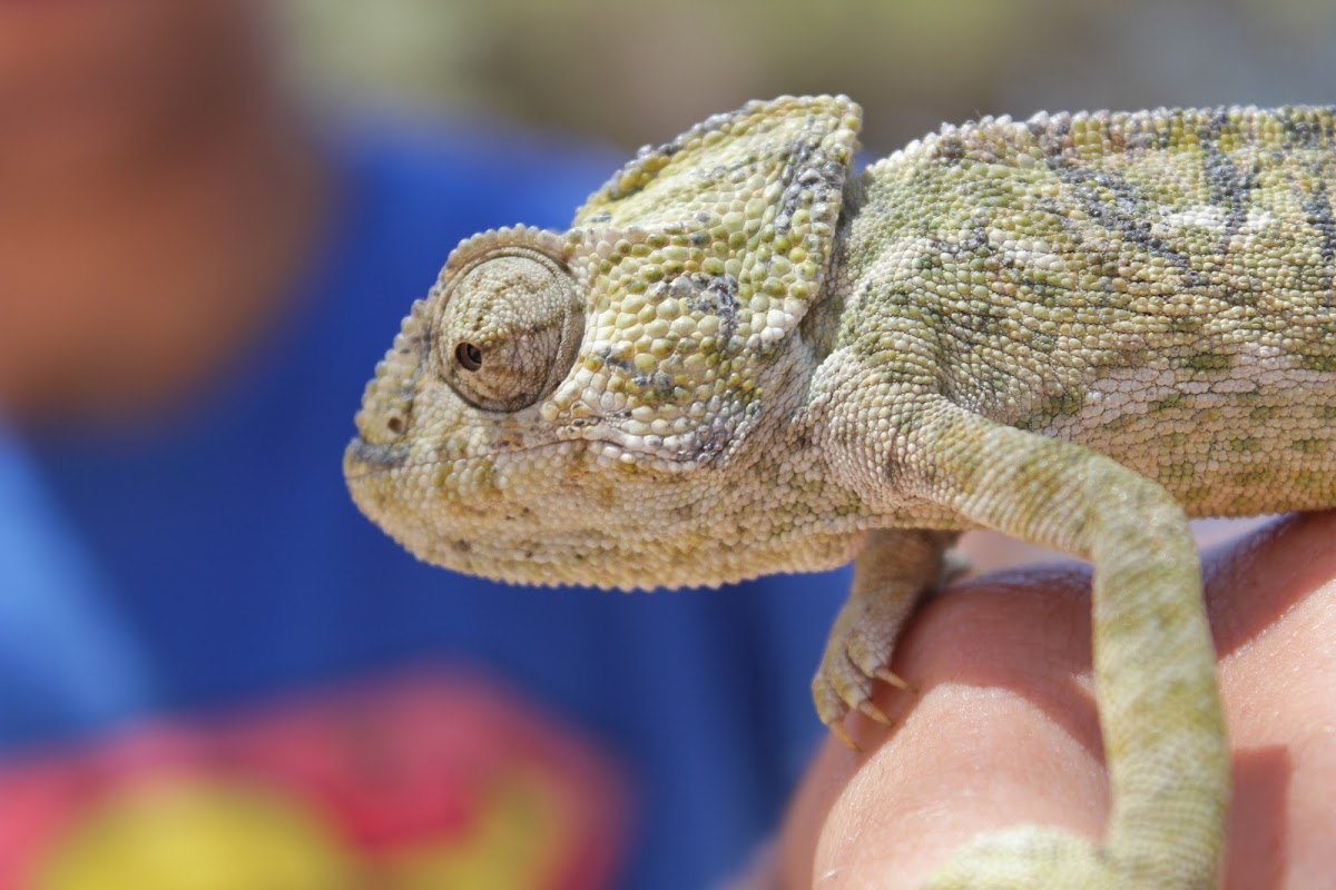 Common chameleon