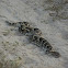 Puff Adder