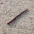 Millipede