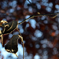 Frammenti di un autunno passato di 