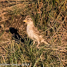 Rock Sparrow; Gorrión Chillón