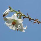 Madonna lily