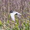 Whiskered tern; Fumarel Cariblanco