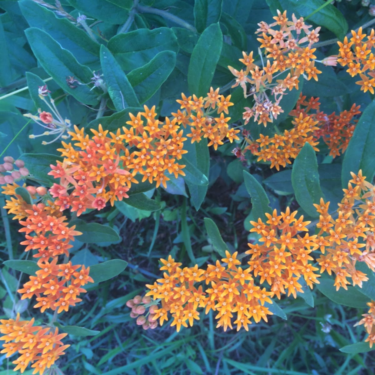 Butterfly Weed