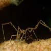 Sea Spider