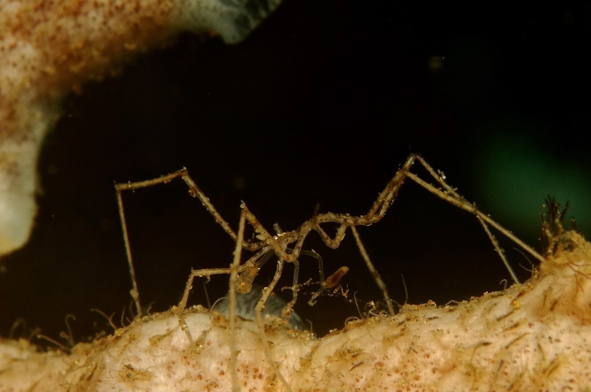 Sea Spider