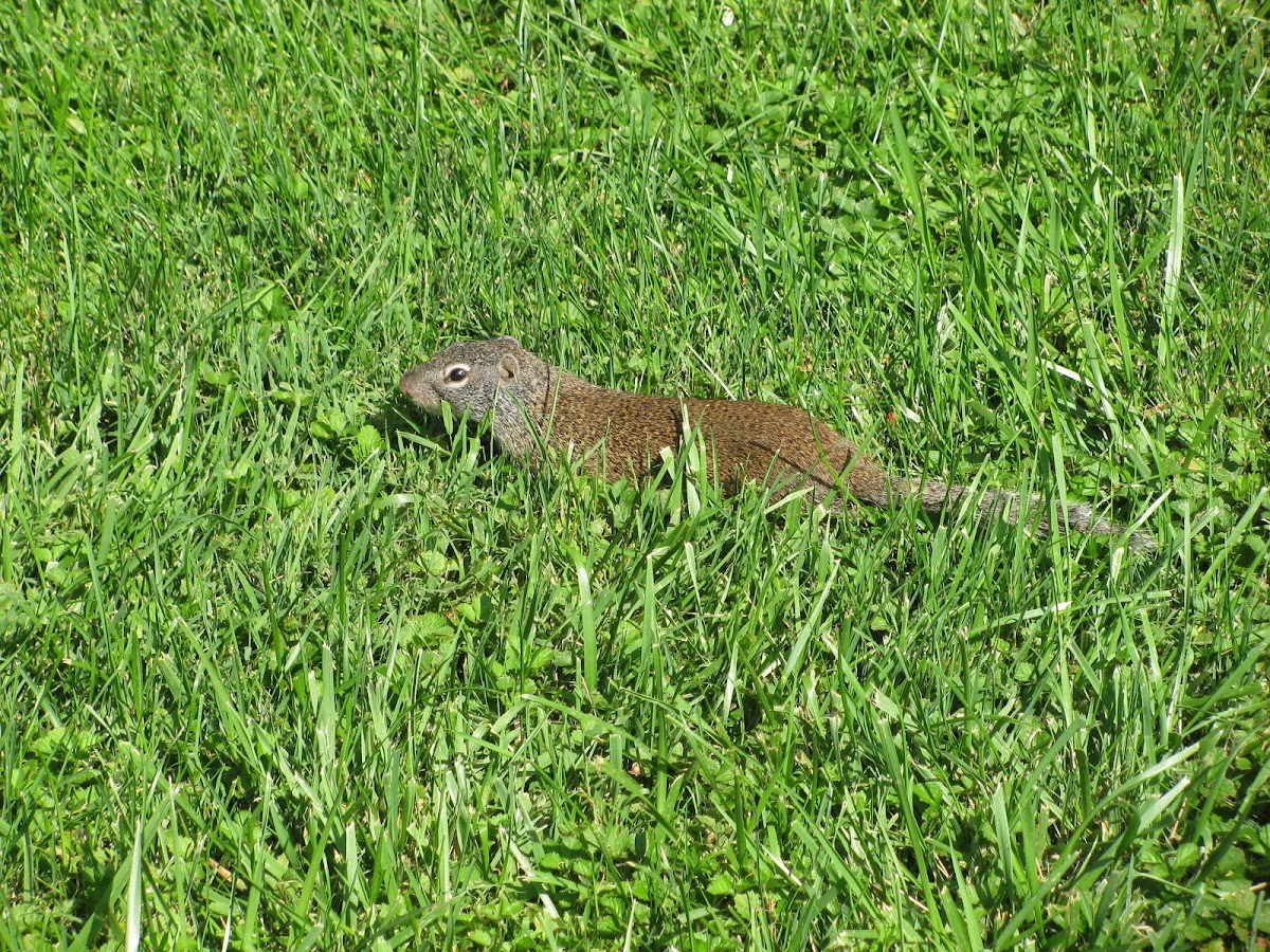 Franklin's Ground Squirrel