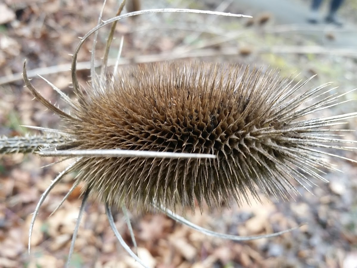 Teasel