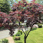 Japanese Maple