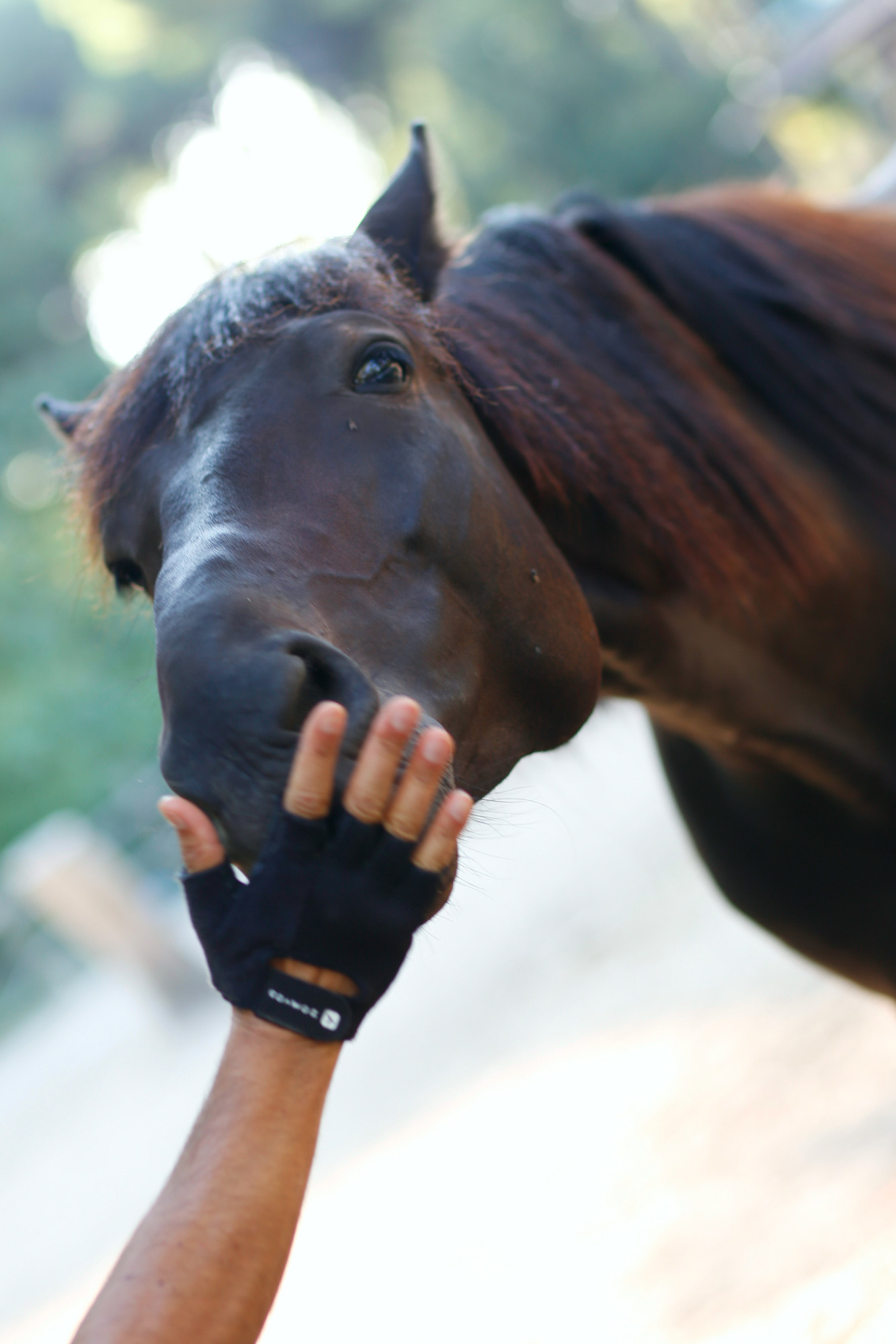 cavallo contento per il gesto d'affetto di SALVATORE PETRENGA