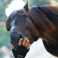 cavallo contento per il gesto d'affetto di 