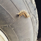 eastern tent caterpillar