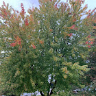 Northern Red Oak Tree