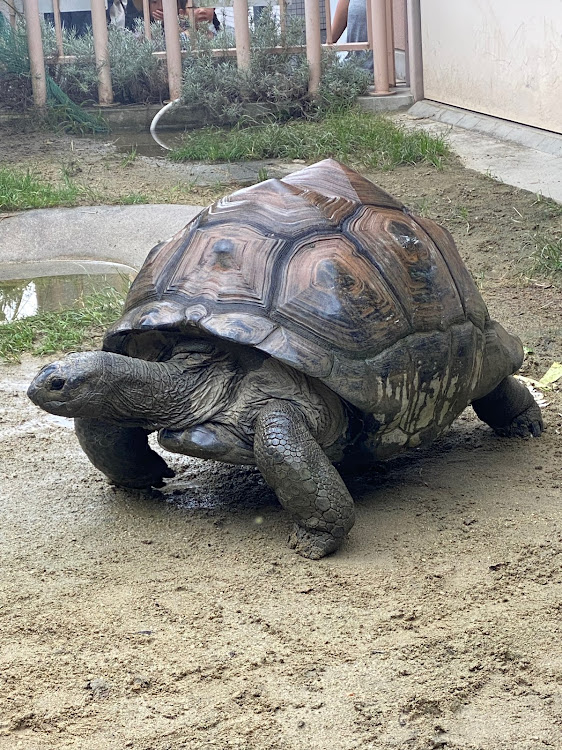 ランドクルーザープラドのプラド150後期・東山動植物園・名古屋に関するカスタム事例の投稿画像2枚目