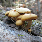 Common Stump Brittlestem