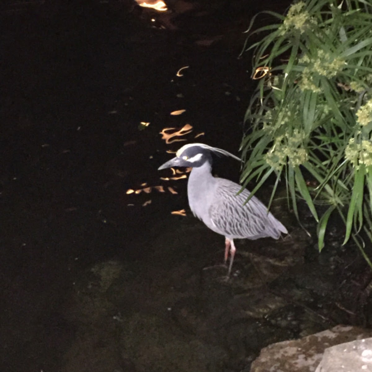 Yellow-Crowned Night Heron