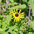 Black-eyed Susan