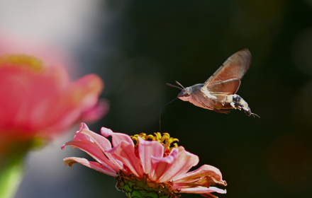 Butterfly flying small promo image