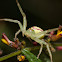 Crab Spider