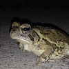 Fowler's Toad, female