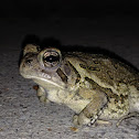 Fowler's Toad, female