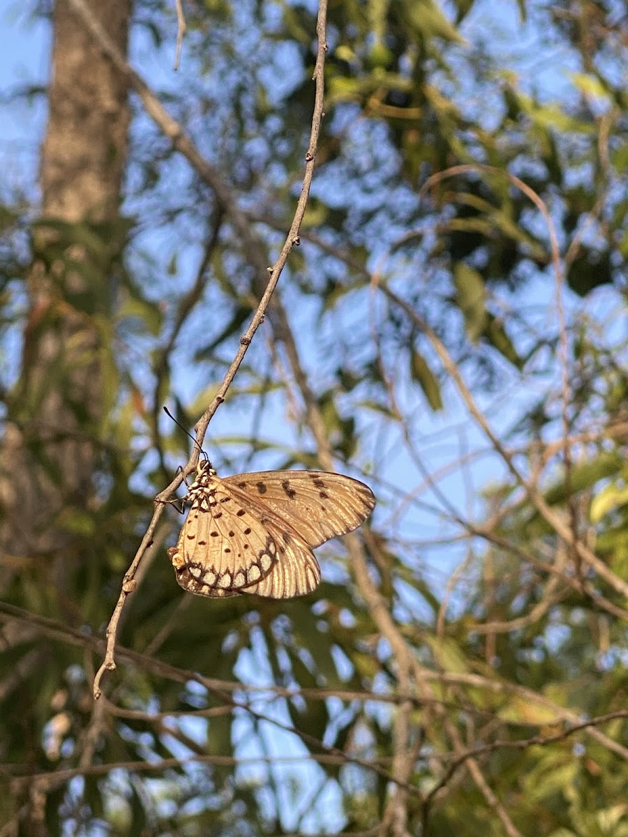 Tawny Coster