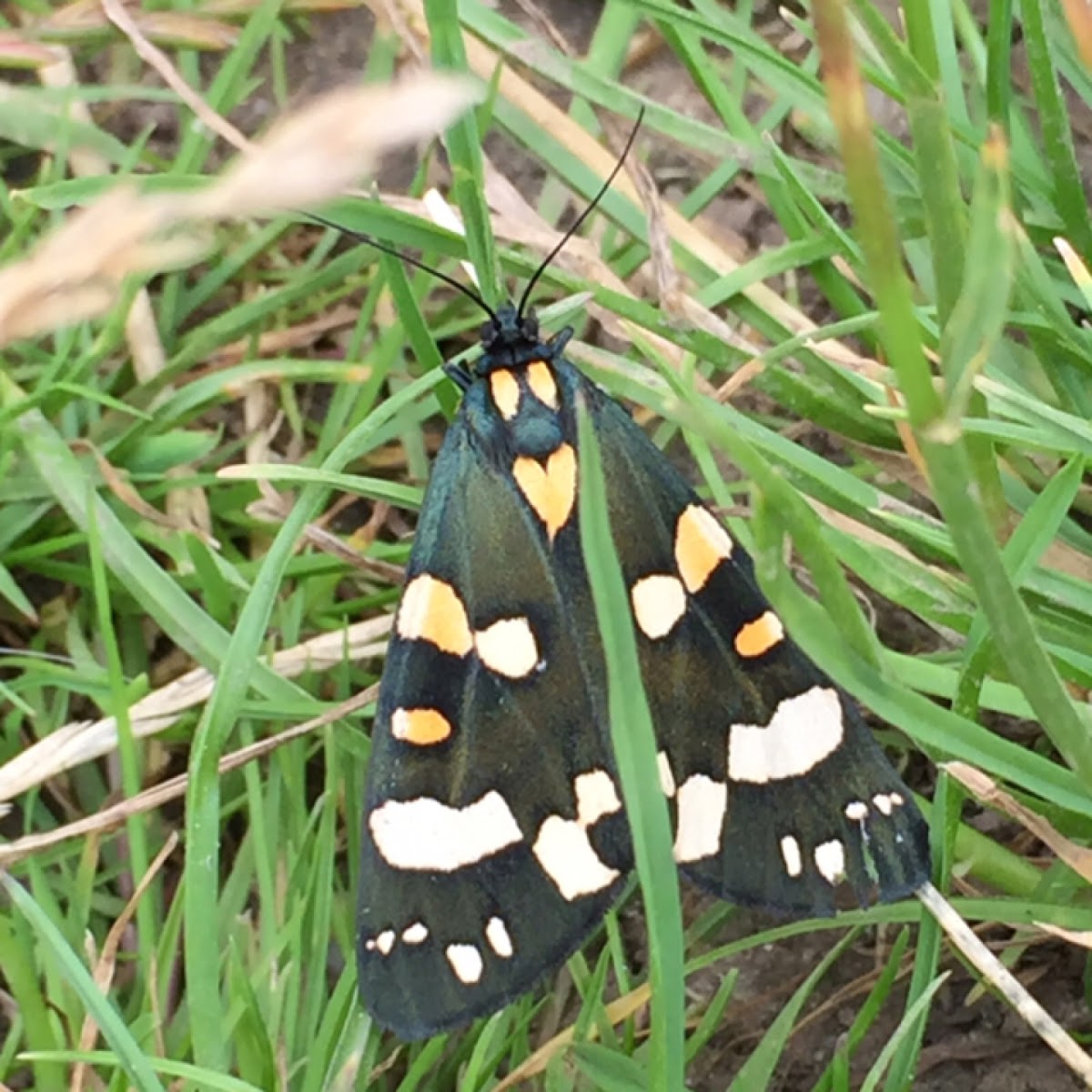 Scarlet tiger moth